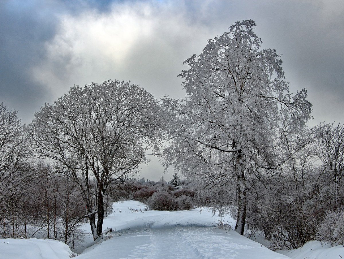 冬天、雪、寒冬免费图片
