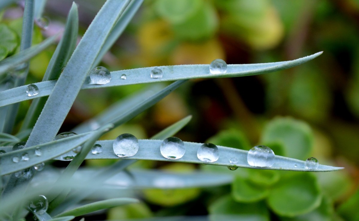 一滴水,叶子,关闭