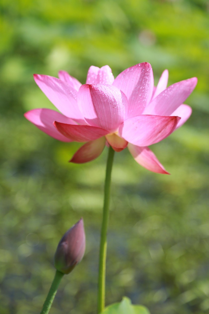 风筝、莲花、水百合免费图片