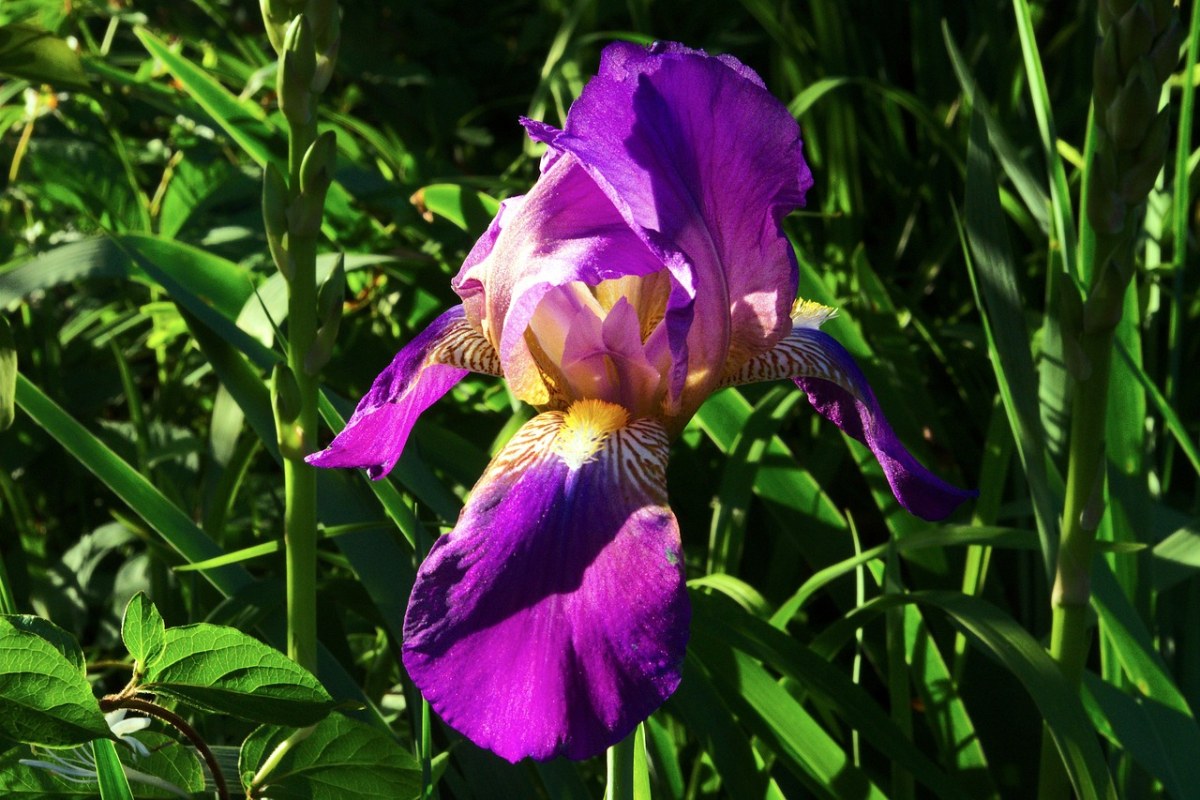 欧扎克紫色的光圈、鸢尾花、花免费图片