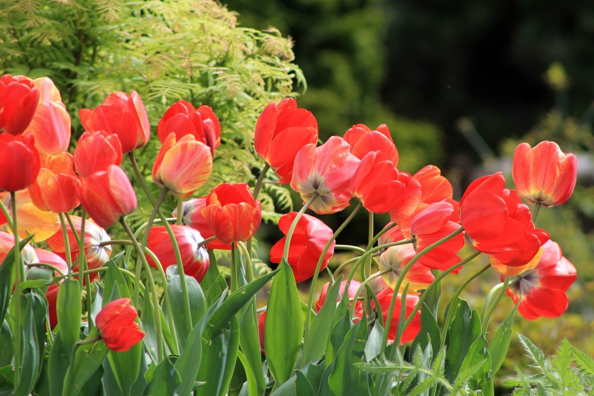 郁金香、春、鲜花免费图片