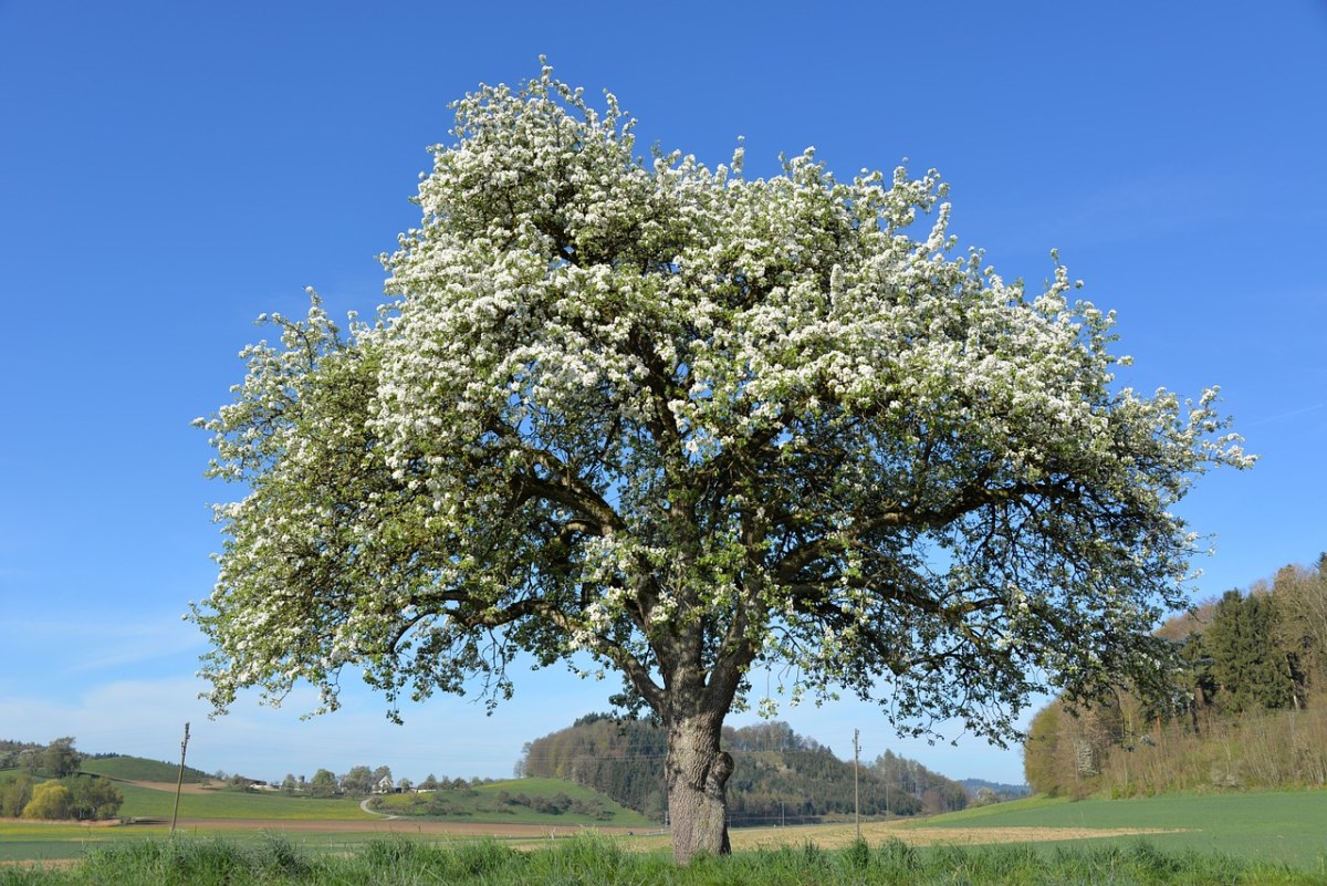 春天一棵开花的苹果树图片免费图片