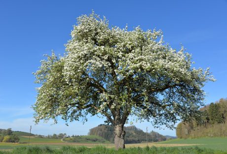 春天一棵开花的苹果树图片