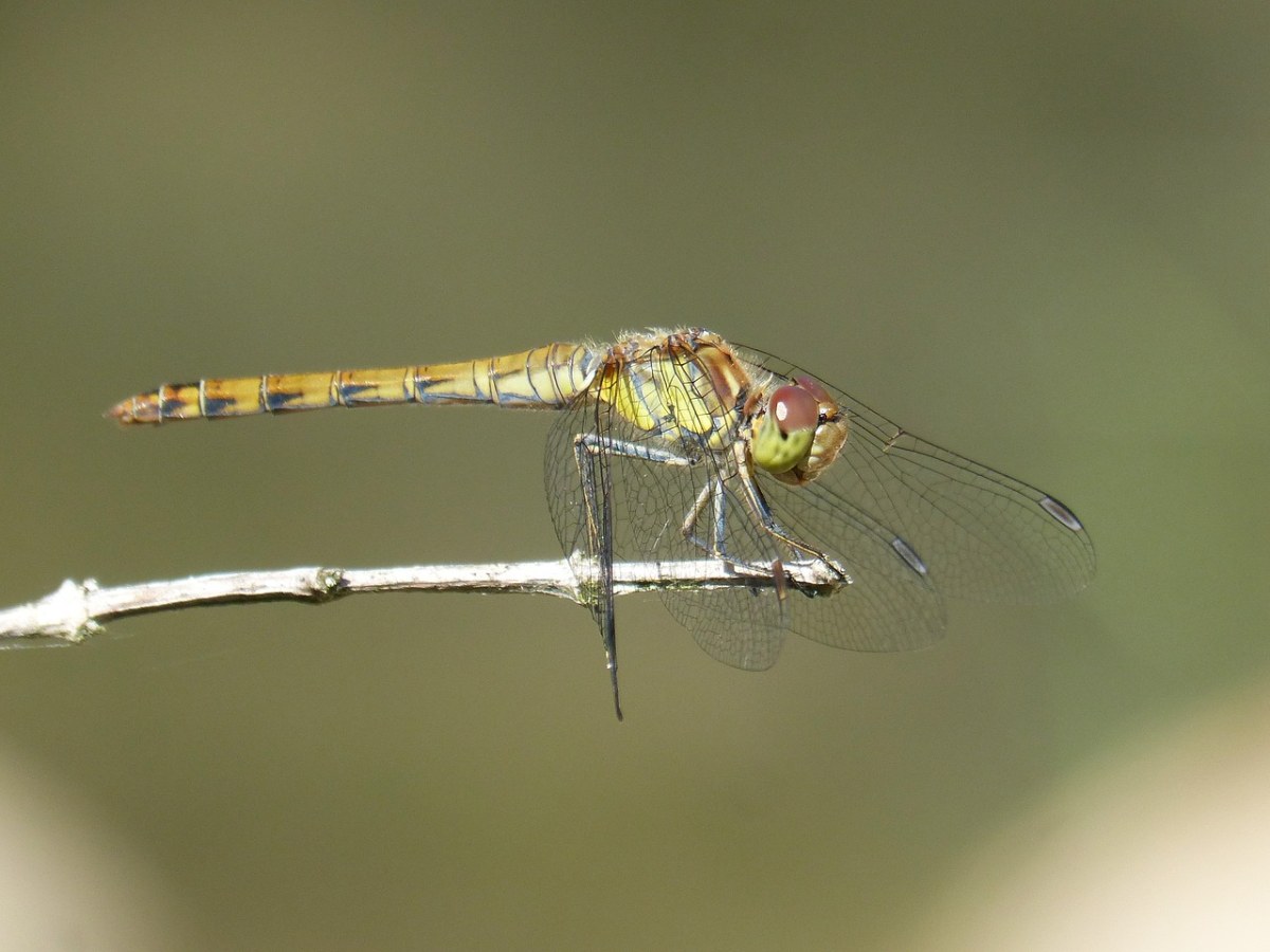 Ibélula、黄蜻蜓、详细免费图片