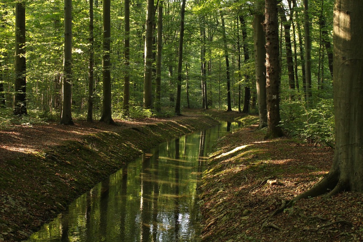 森林中的小溪免费图片