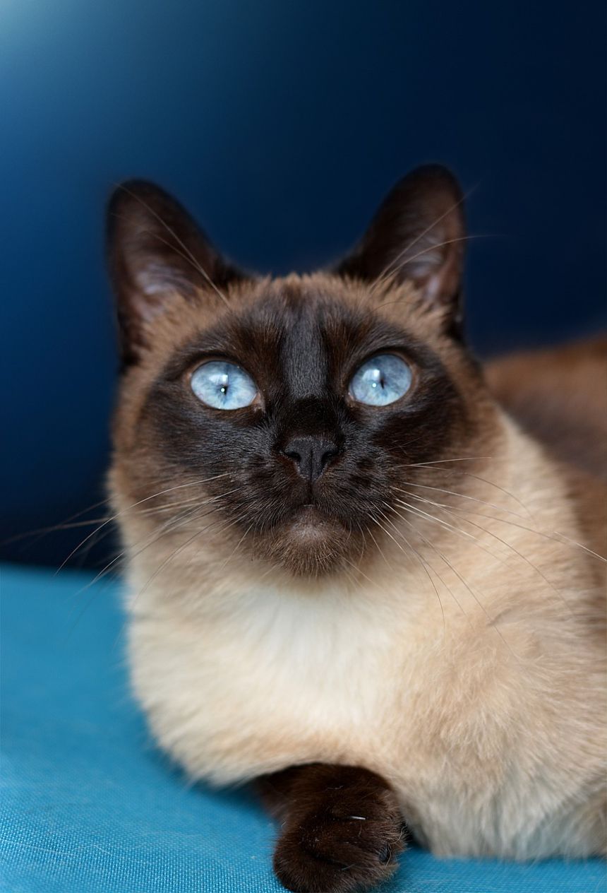 猫,暹罗猫,蓝色的眼睛