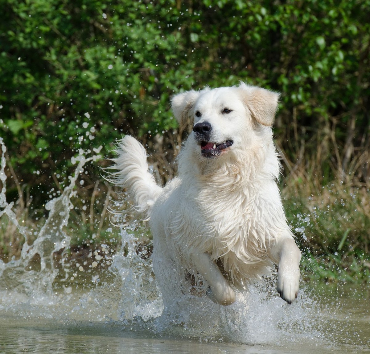 金毛猎犬、水、狗免费图片