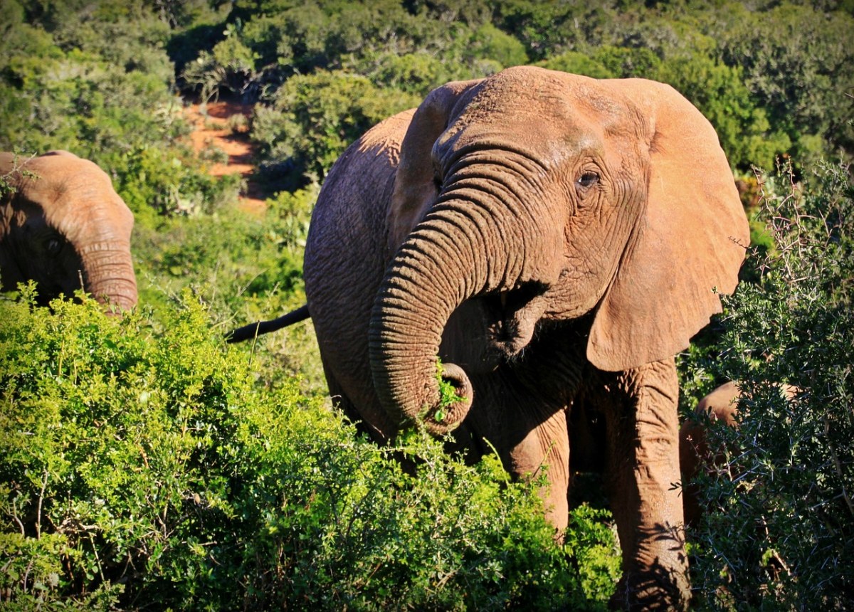 象、动物、非洲布什大象免费图片
