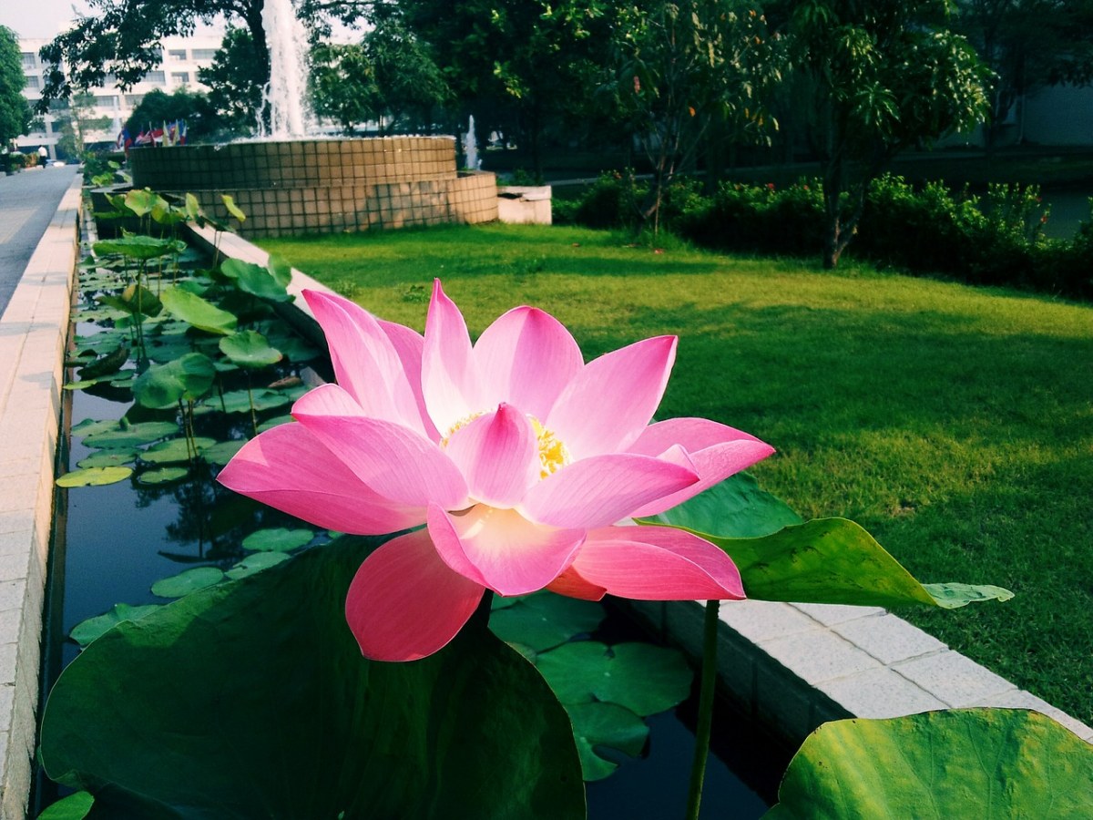 莲花、花园、花免费图片