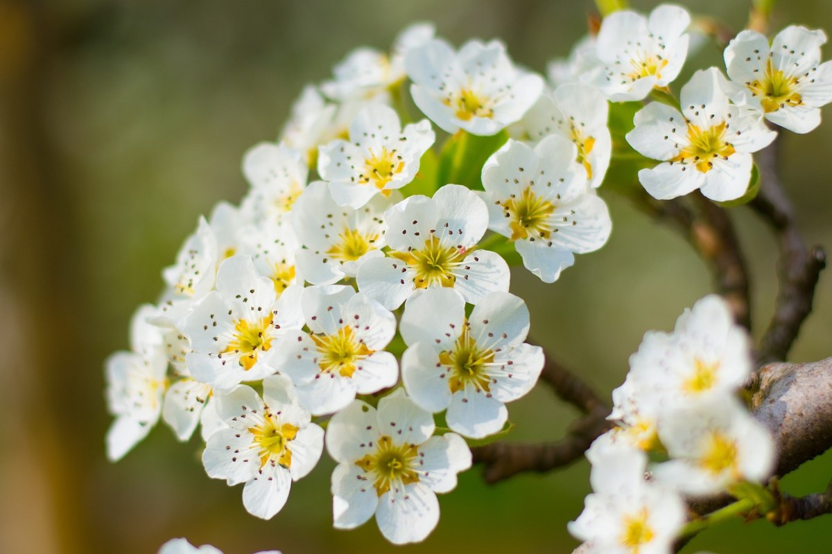 春天盛开的梨花免费图片