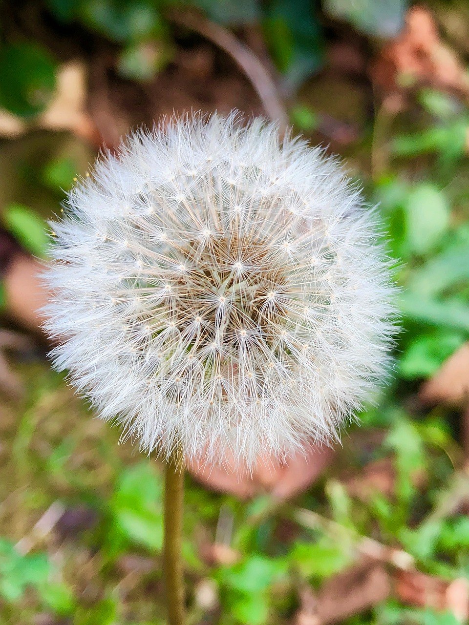 蒲公英的花的图片图片