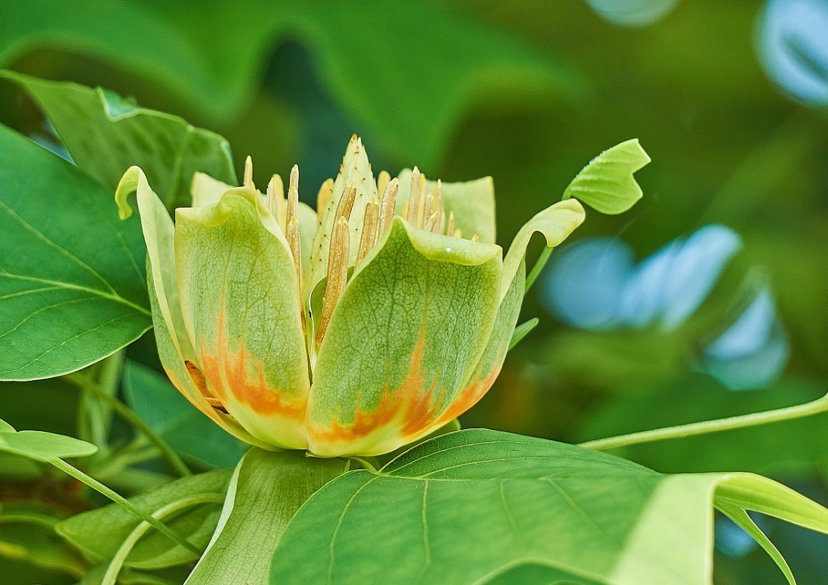 北美鵝掌楸,鵝掌楸,花卉