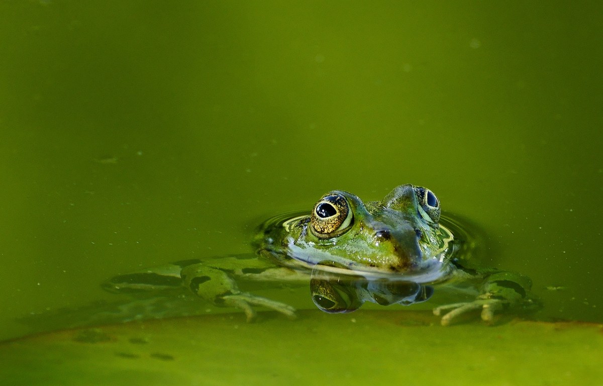 青蛙,蛙池,水