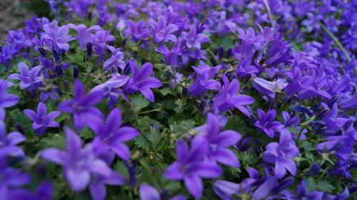 紫色花朵的背景图