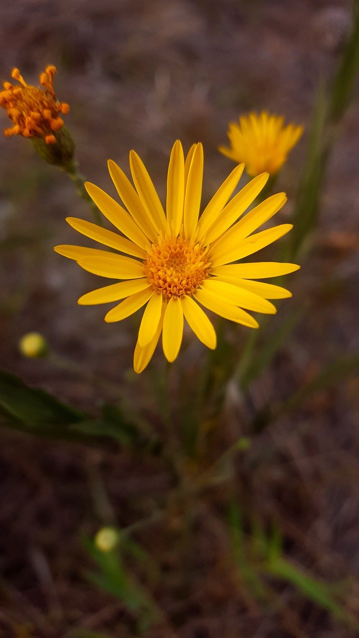 花、黄色花、自然免费图片