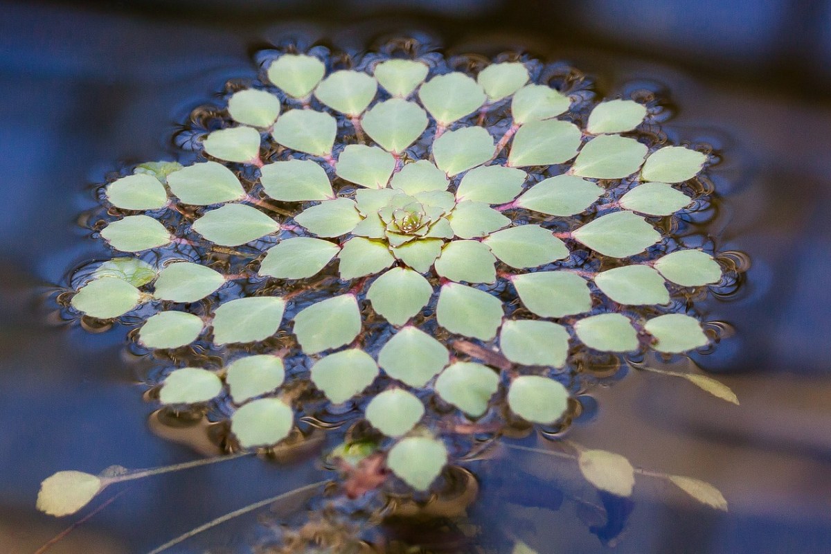 葉子,水生植物,綠色