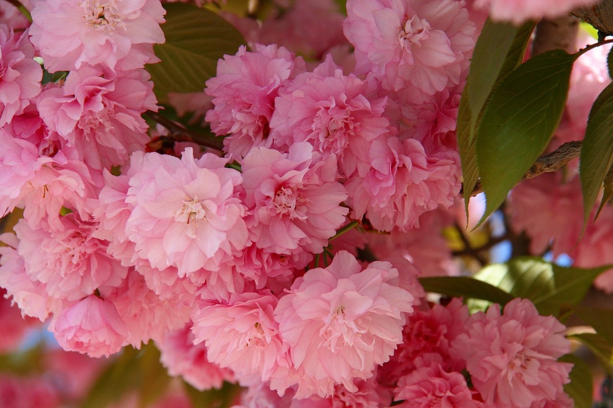 日本櫻花,鮮花,春