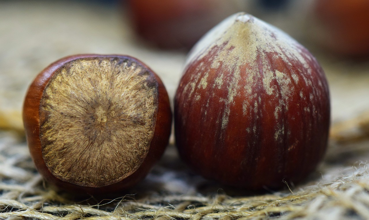 贝壳,nutshells,布朗