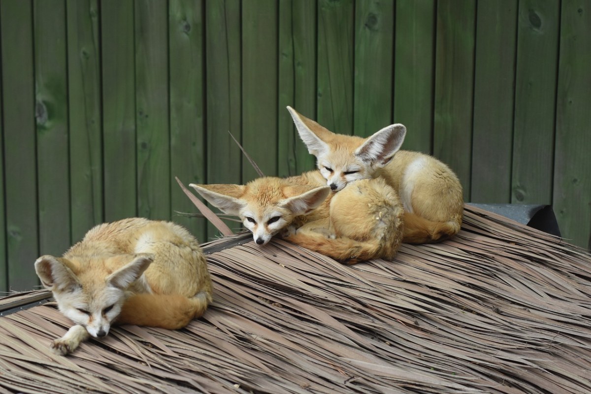 沙漠之狐,動物園,動物