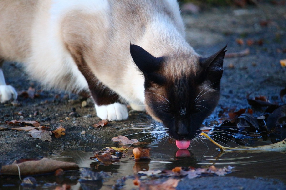 猫,水坑,水