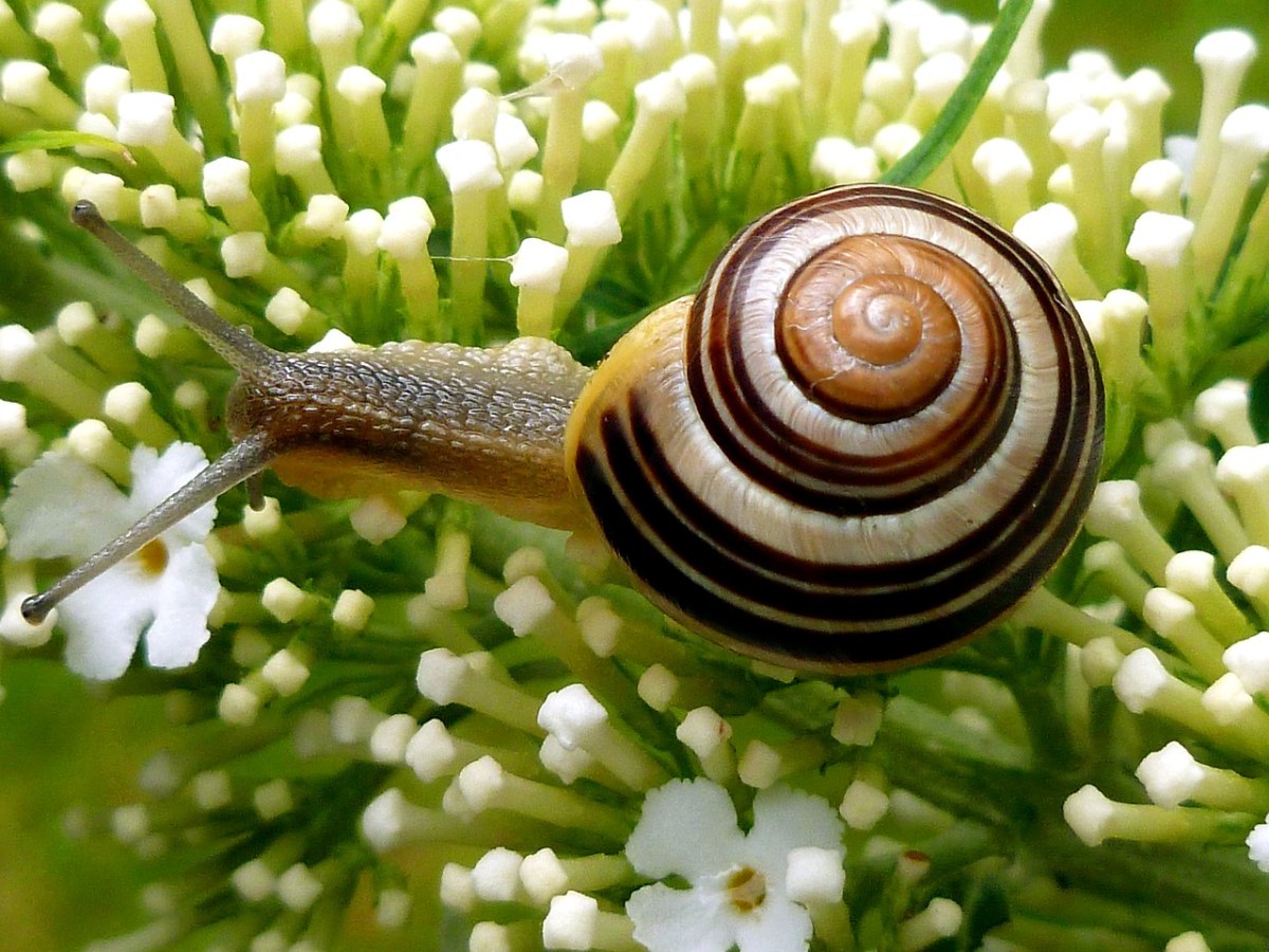 蜗牛,花园里的蜗牛,壳