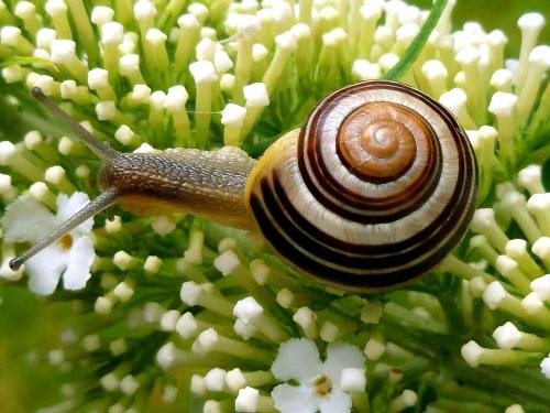 蜗牛、花园里的蜗牛、壳