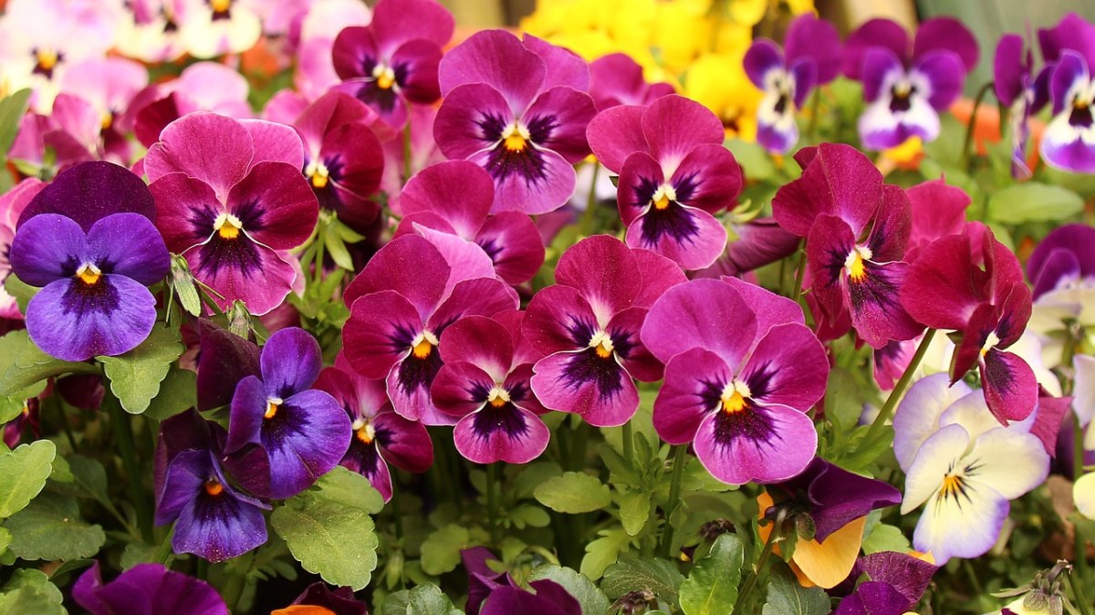 鲜艳的三色堇花朵免费图片