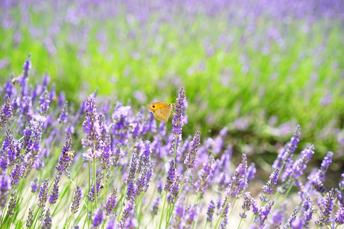 薰衣草字段、鲜花、紫免费图片