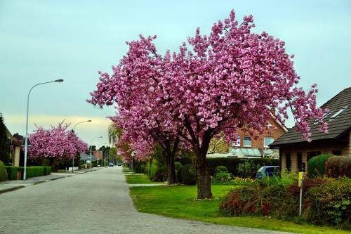 小区的春天图片