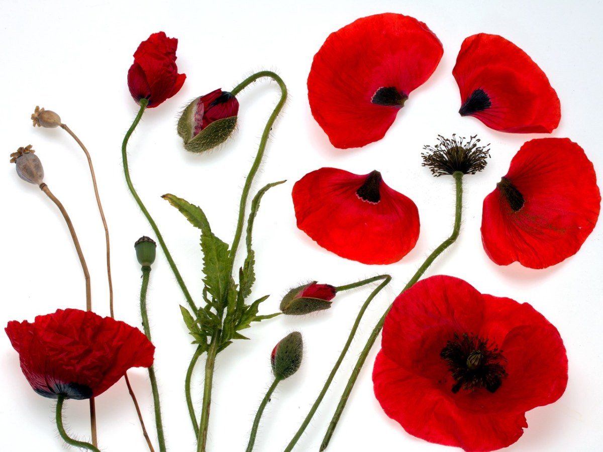 罂粟,klatschmohn,罂粟花