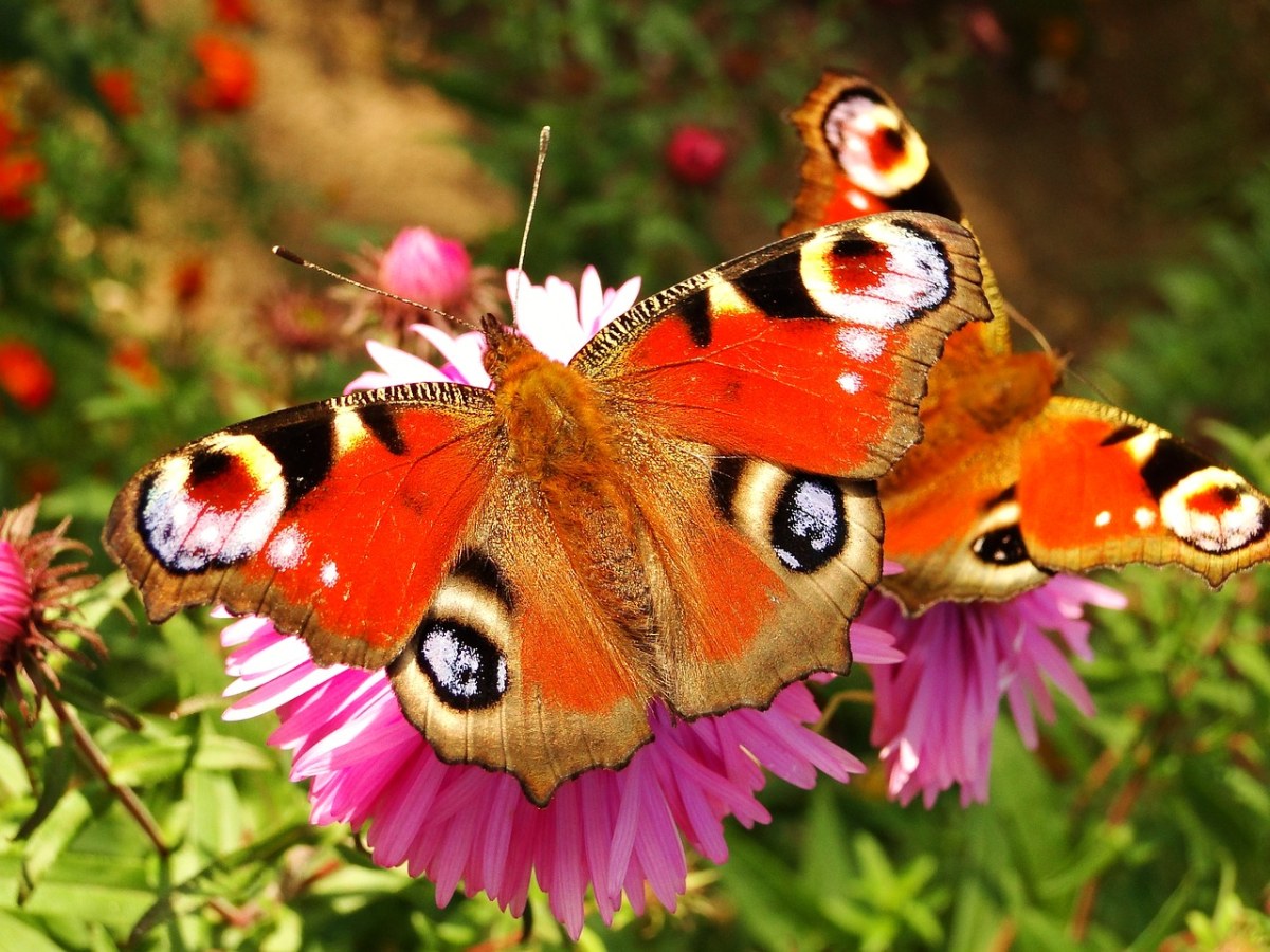 昆虫、蝴蝶的一天免费图片