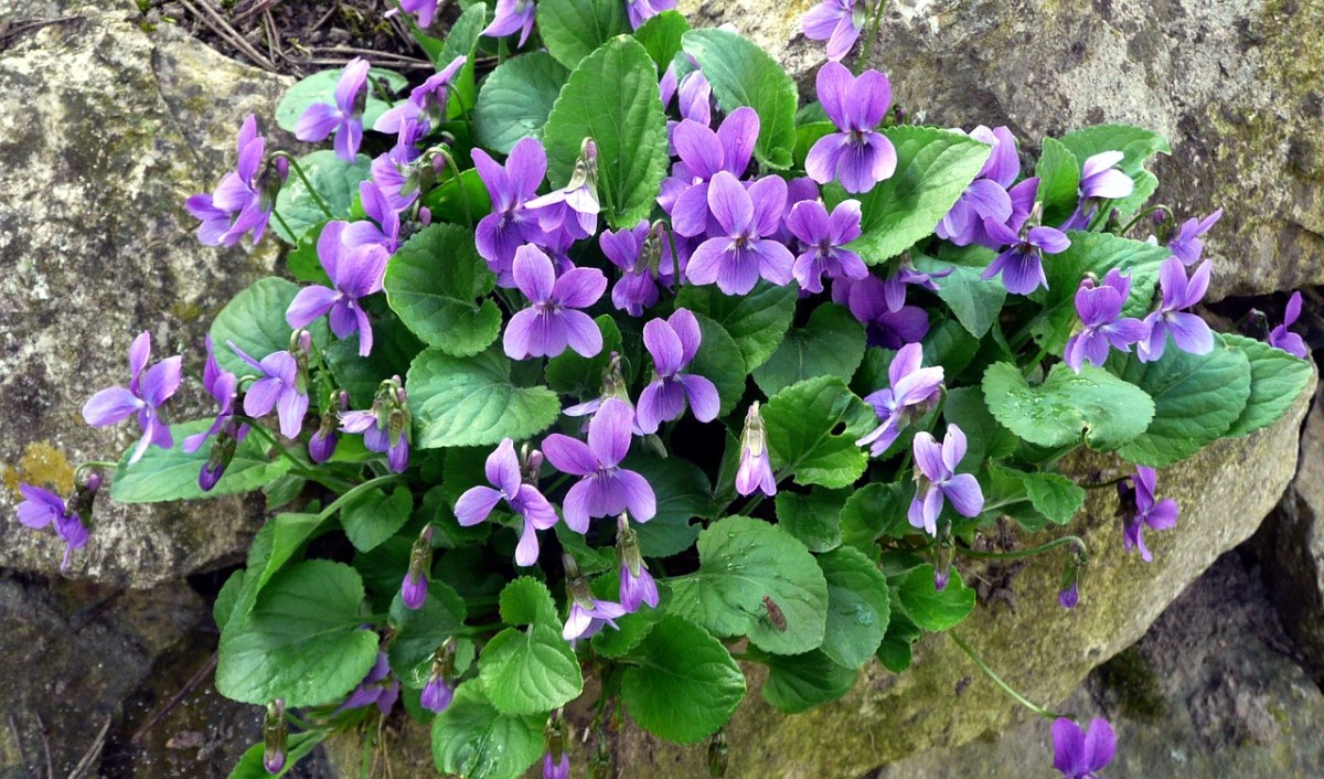 紫色的花朵植物免费图片