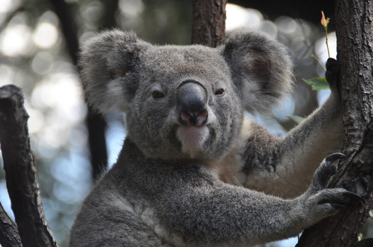 考拉、澳大利亚、无尾熊免费图片