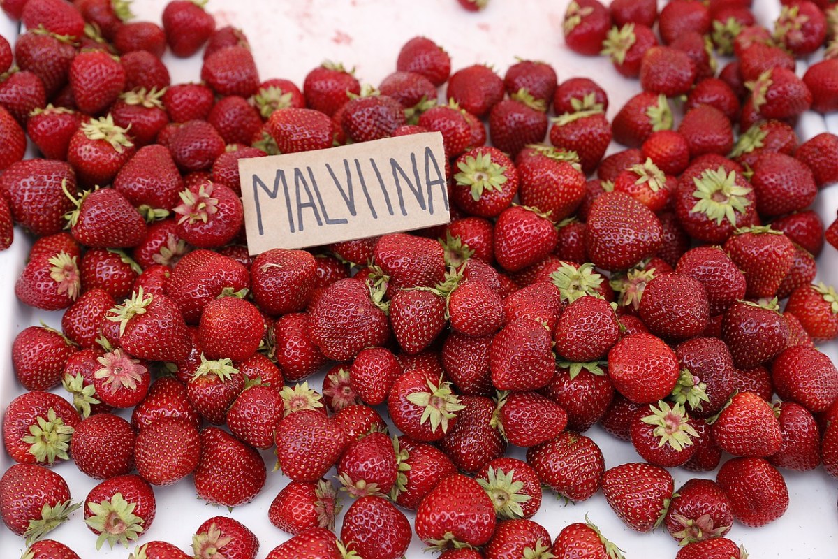 草莓、莓果、美味免费图片