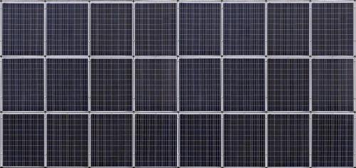 Rare lions settle into their new home