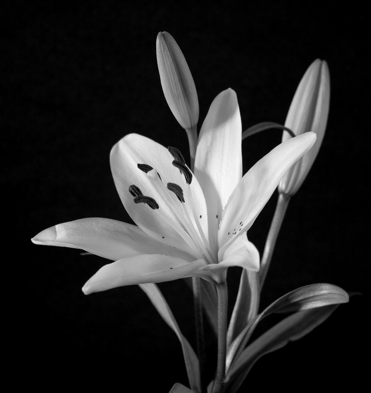 黑色百合花的寓意图片