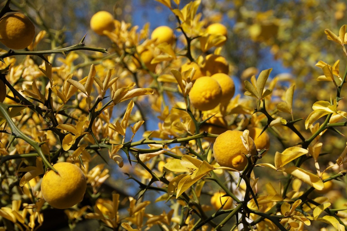 柠檬树、Citrusovník、黄免费图片