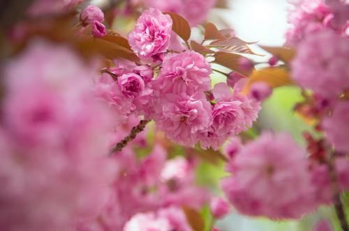 粉色的观赏樱花花朵