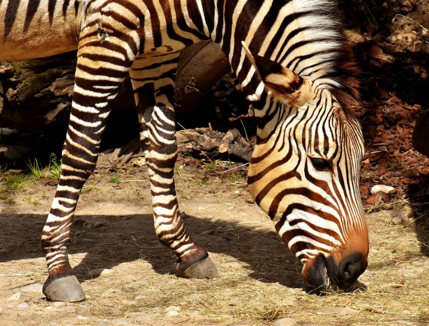 斑馬野生動物動物園