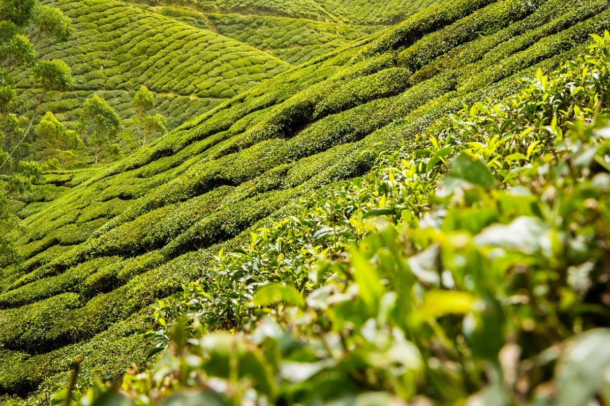茶叶、茶、人工林免费图片