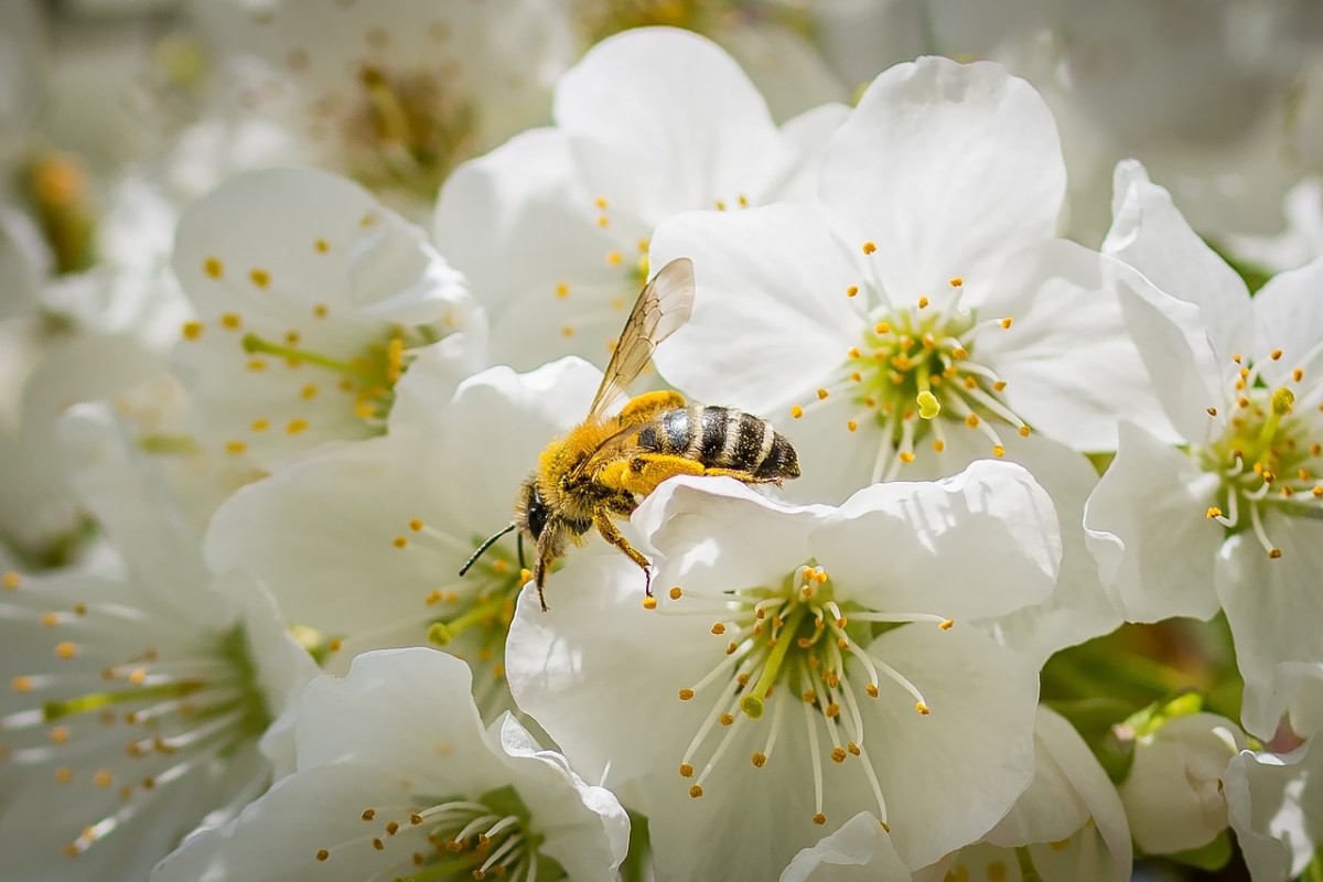春天李花上的蜜蜂免费图片