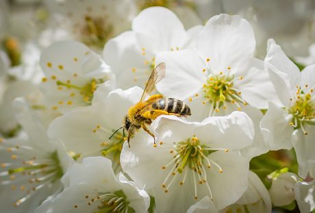 春天李花上的蜜蜂