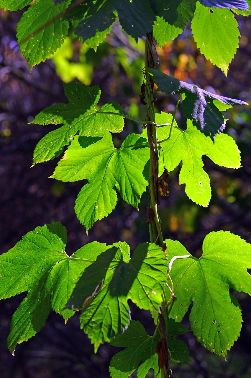 阳光下藤蔓植物的绿叶免费图片