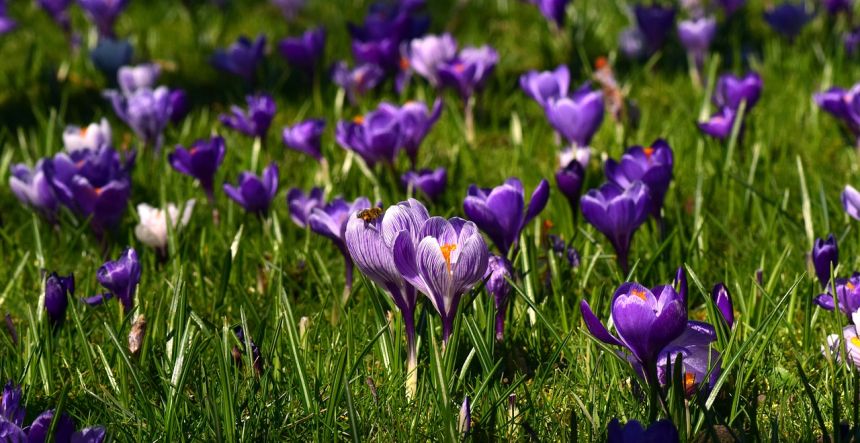 草地,花多,藏红花