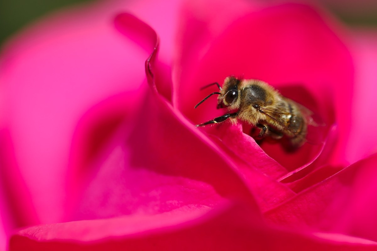 红色花蕊中的一只蜜蜂免费图片