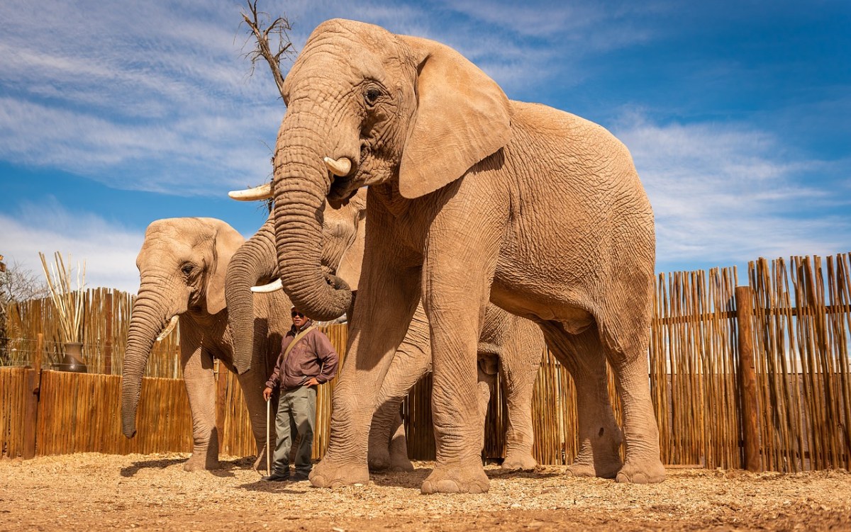南非、大象、非洲免费图片