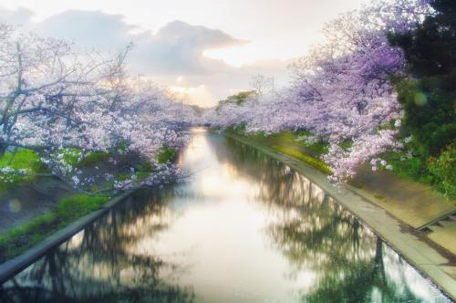 河道两岸的盛开的樱花树