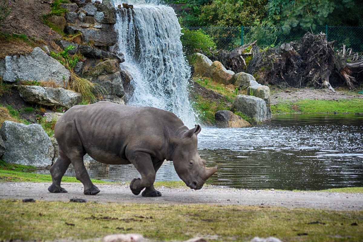 犀牛,瀑布,动物世界