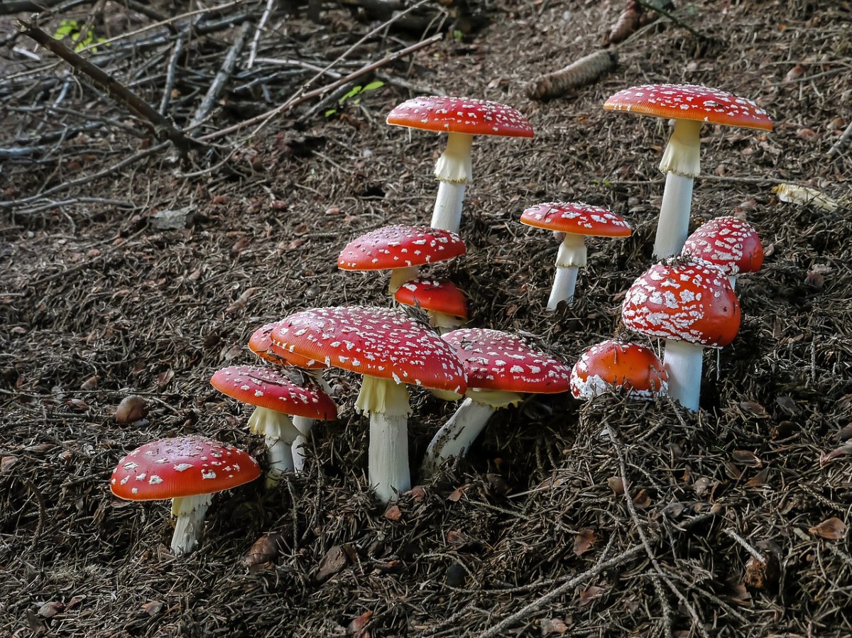 鹅膏菌,毒蝇,毒蝇伞