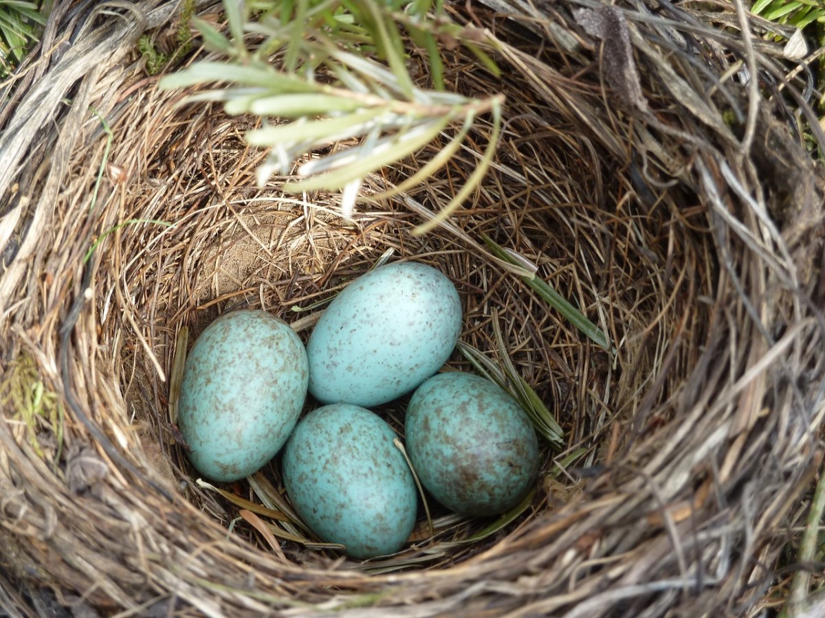 鸟巢里的鸟蛋免费图片